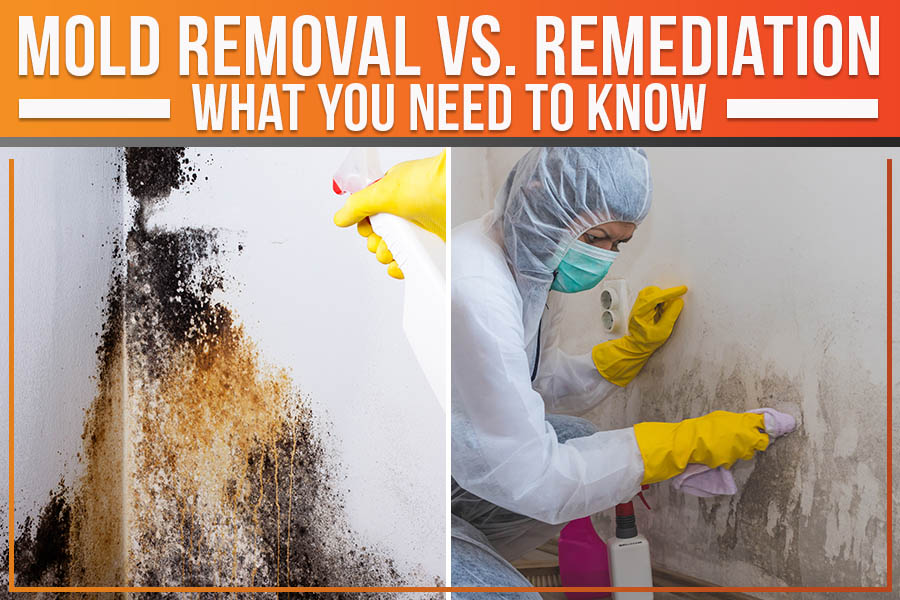 Mold Removal vs. Remediation: What You Need to Know