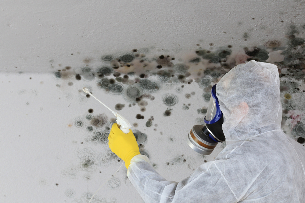 Mold Removal vs. Remediation: What You Need to Know
