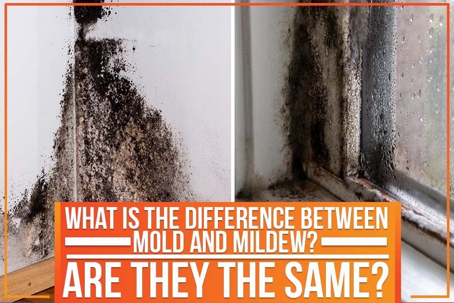 What Is The Difference Between Mold And Mildew? Are They The Same?