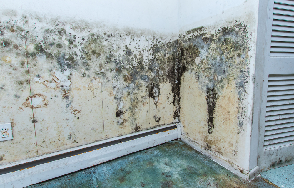 Water,,Causing,Mold,Growth,On,The,Interior,Walls,Of